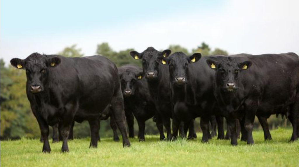 Bò Wagyu và Kobe khác nhau như thế nào ? 2 image 11