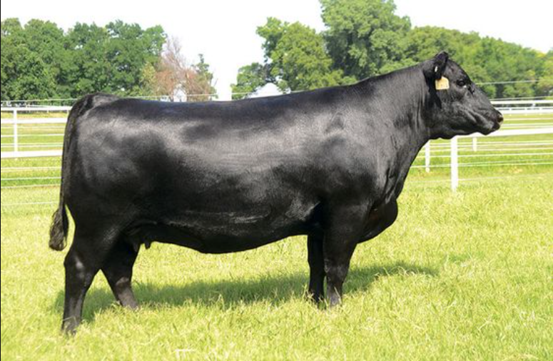 Loại nào ngon nhất: Bò Wagyu vs Bò Angus vs Bò Kobe vs Bò Mỹ? 3 bò wagyu