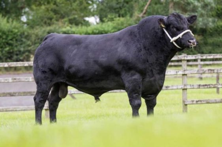 Loại nào ngon nhất: Bò Wagyu vs Bò Angus vs Bò Kobe vs Bò Mỹ? 4 bò Angus