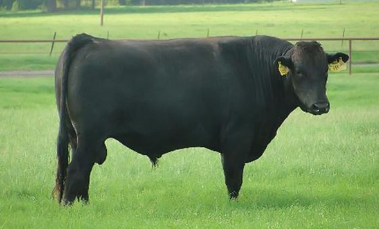 Loại nào ngon nhất: Bò Wagyu vs Bò Angus vs Bò Kobe vs Bò Mỹ? 5 bò kobe là một giống bò wagyu